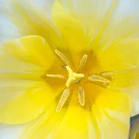 Budlight Tulip (Tulipa Budlight) Img 3